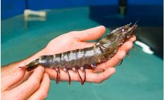 Shrimp - Broodstock Diets