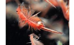 Arti-Kol - Tailor-Made Artemia Enrichment Live Feed