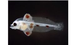 NutraMicro - Fish Larvae Weaning Diet Feed