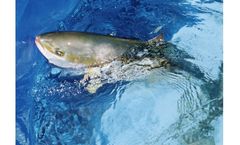 NutraKol - Tailor-made Fish Feed Additive