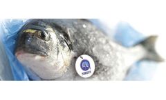 Nireus - Sea Bream