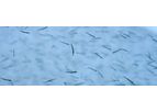 Nireus - Model BL 100 - Fish Juveniles