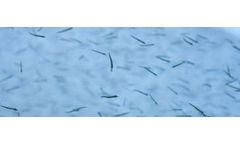 Nireus - Model BL 100 - Fish Juveniles