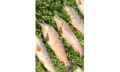 AquaSearch - Model S. trutta - Brown Trout