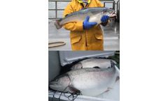 Aquasearch - Model TRIP - Large Rainbow Trout