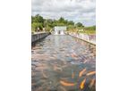 AquaSearch - Model GOLD - Conventional Rainbow Trout