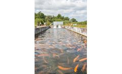 AquaSearch - Model GOLD - Conventional Rainbow Trout