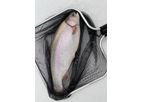 AquaSearch - Model Cross - Large Rainbow Trout