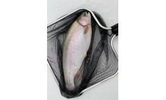 AquaSearch - Model Cross - Large Rainbow Trout