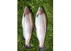 AquaSearch - Model LATE - Large Rainbow Trout