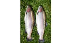 AquaSearch - Model LATE - Large Rainbow Trout