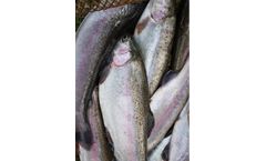 AquaSearch - Model Fresh - Unpigmented Rainbow Trout