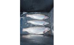 AquaSearch - Model Cross + - Large Rainbow Trout