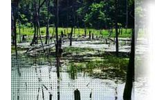 Wetlands Services