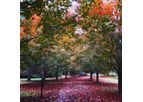 Lawn Tools: Mowers, Sweepers, and Leaf Blowers