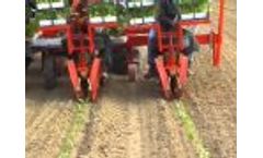 Tobacco transplating (Trapianto) Video