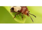Biobug - Insect Farming for Sustainable Animal Feed Production