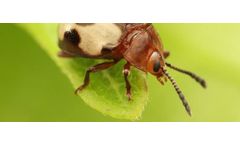 Biobug - Insect Farming for Sustainable Animal Feed Production