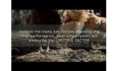Aromas to Increase Feed Intake in a Commercial Layer Farm - Video