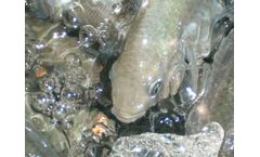 Aquaculture Feed for Nutritional