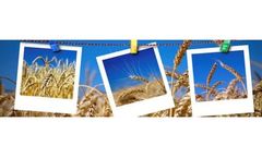 Food, Feed and Beverages