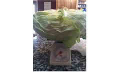 Effective Cleaning of Plumbing & Disinfection of Water for Cabbage