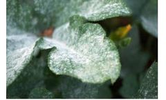 Effective Cleaning of Plumbing & Disinfection of Water for Effectively Controlling Fungus