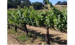 Effective Cleaning of Plumbing & Disinfection of Water for Grapes