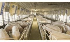 Steps for Best Hog and Poultry Operations
