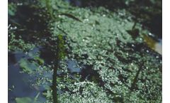 Ultrasonic Algae Treatment in Wastewater: A Sustainable Solution
