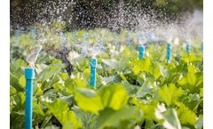 Drip Irrigation for Vegetable Gardens: Everything You Need to Know