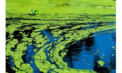 Blue Green Algae Treatment: Effective Solutions for Healthier Water