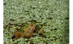 Effective Pond Algae Treatment for Clear & Healthy Water