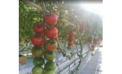 KG Greenhouses - Growing Systems