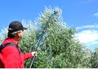 Oliveco - Electric Power Comb Olive Harvester