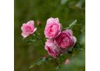 Model Poulren013 - Rosa Mum in a Million (Renaissance Series)