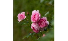 Model Poulren013 - Rosa Mum in a Million (Renaissance Series)