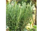 Rosemary Seeds Or Rosemary