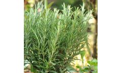 Rosemary Seeds Or Rosemary