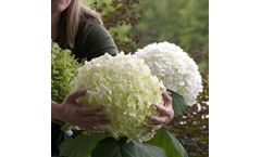 Model Abetwo - Hydrangea Arborescens Strong Annabelle