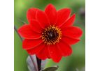 Model Bishop of Llandaff - Paeony-Flowered Dahlia