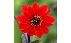 Model Bishop of Llandaff - Paeony-Flowered Dahlia