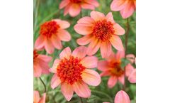 Model Totally Tangerine - Anemone-Flowered Dahlia