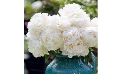 Model Bowl of Cream - Paeonia Lactiflora