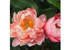 Model Coral Charm - Paeonia
