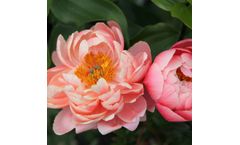 Model Coral Charm - Paeonia