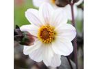 Model Bishop of Dover - Single-Flowered Dahlia