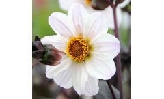 Model Bishop of Dover - Single-Flowered Dahlia