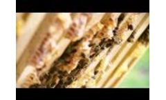 Pesticides and Pollinators: The Crop Protection Industry Talks Bee Testing and Pollinator Health Video