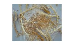 Emmer Wheat